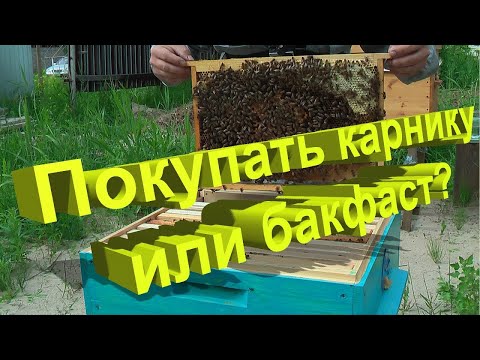 Профессор Кашковский: Покупать ли карнику и бакфаст?
