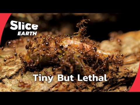 Inside the Deadly Fire Ant Invasion | SLICE EARTH | FULL DOC