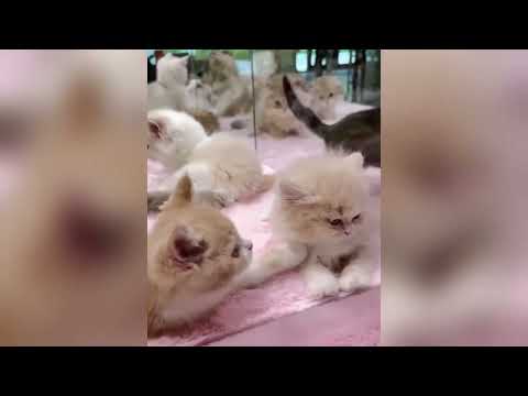 Les animaux les plus craquants vont te rendre le sourire ♥