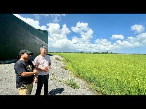 First Time Makakakita! MODERN RICE FIELD CEMENTED DIKE! Paano? Anong Advantages?