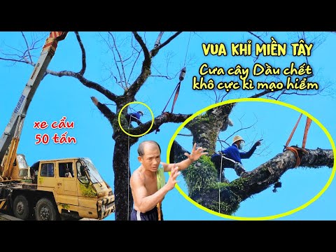 Chấn Động Giới Cưa Cây Vua Khỉ Cưa Nhiều Cây Siêu Khủng Siêu Khó Mà Trước Đây Thợ Cưa Bỏ Cuộc