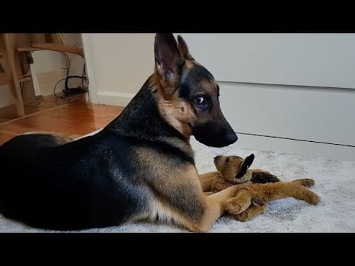 99,9% Can’t Stop Laughing at These Funny Dogs | Funny Animal Videos