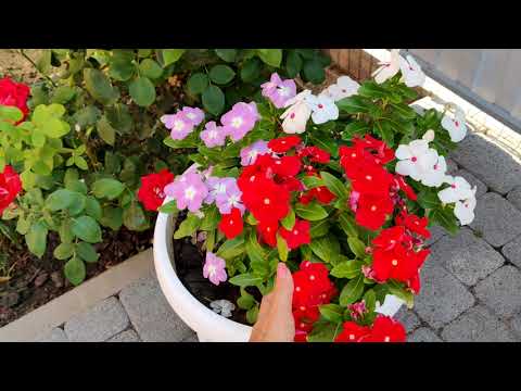 НЕ ПРИЩИПЫВАЙТЕ КАТАРАНТУСЫ! КАКОЙ ОБЪЕМ ВАЗОНА НУЖЕН КАТАРАНТУСУ НА ПМЖ?