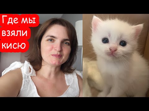 VLOG Откуда у нас белый котёнок