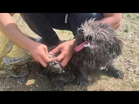 "Save me," he was forgotten, and seeing me was like his last hope, he burst into tears