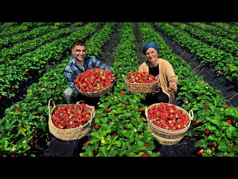 From Field to Kitchen – The Best Homemade Strawberry Jam Recipe 🍓