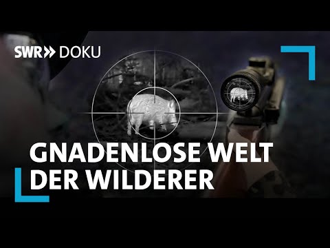 Krieg im Forst. Die gnadenlose Welt der Wilderer | SWR Doku