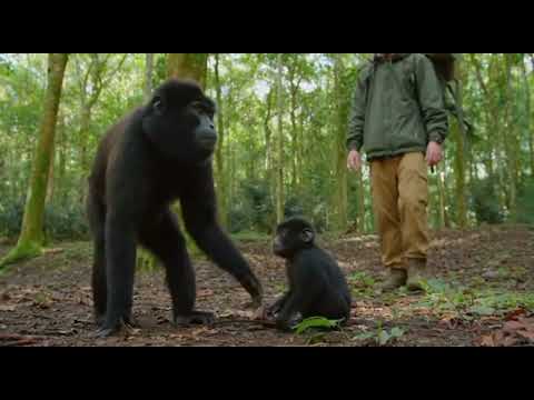 A😱 Baby Gorilla’s Call for Help”😱 küçük maymun kurtarma yardimi