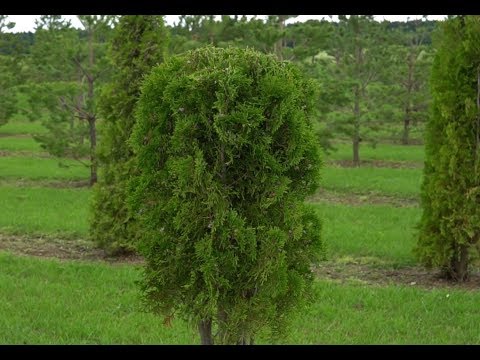 Обрезка хвойных: советы эксперта