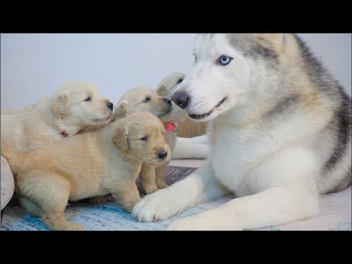 My Husky Treats 8 Golden Retriever Puppies Like His Own Babies – So Pure!