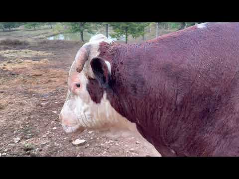 Let me show you Rufus and how well equipped for battle he really is. #rufusthebull