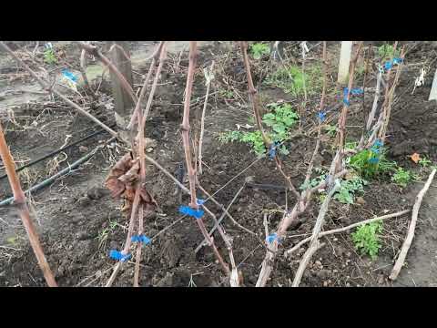 Фильм о стабильных столовых сортах и формах винограда из моего опыта по итогам нескольких лет