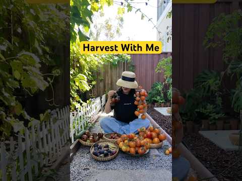 🌱 Planted seedlings in spring, and after five months—harvest season is here. #urbangarden