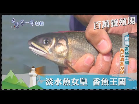 台灣第一等【百萬養殖場 澎湖海鱺牧場/救式活魚 改良台灣鯛/淡水魚女皇 香魚王國】 _精選特輯