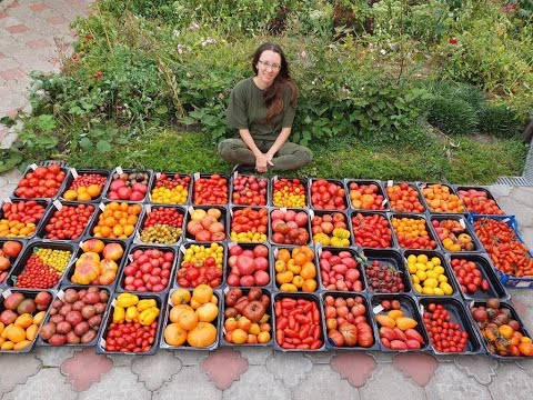 Найбільша колекція помідорів. Огляд сортів 2023