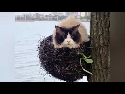 The funniest cats of the year.