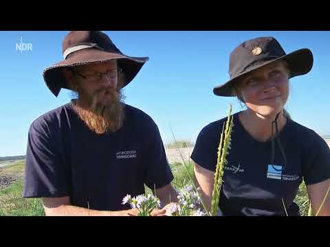 Land zwischen den Meeren Teil 1 von 4 Dänemarks Nordseeküste