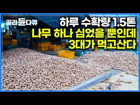 아버지가 심은 나무 하나로 손자까지 3대가 먹고산다|수확은 길어야 일주일. 하루에 1.5톤씩 2000그루 호두나무 털어냈더니|일꾼들 대부분이 외국인인 이유|극한직업|#골라듄다큐
