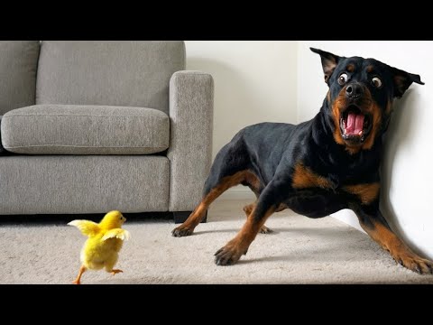 When Cute Baby Animals Turn Into Little Comedians 😂 Funniest Animal Videos Ever