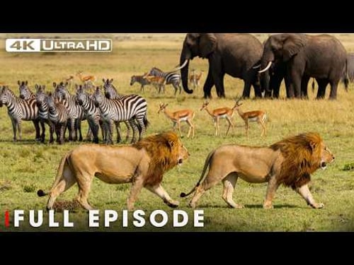 Wild Hunter: Fear on the Savannah | 4K UHD | Nature Animal Documentary