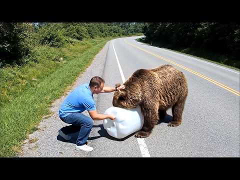 Animals That Asked People for Help & Kindness