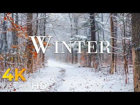 Experience Winter in Switzerland ❄️ The most beautiful frozen foliage scene ever seen.