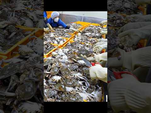 의외로 고단한 과정?! 정말 깨긋하게 만드는 양념게장 대량생산 현장 Spicy seasoning marinated crab / Korean street food #shorts