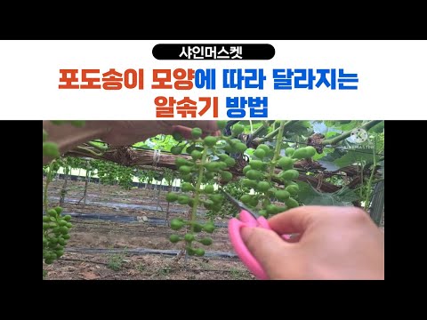 샤인머스켓 포도송이 모양에 따라 달라지는 알솎기