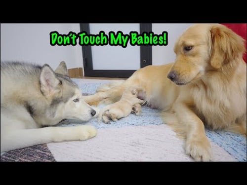 Golden Retriever Mom Protects Her Puppies — Even from Her Best Friend Husky!