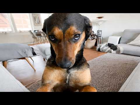 The Funniest DOGS on the Internet 🤣 Super Funny Dog Video