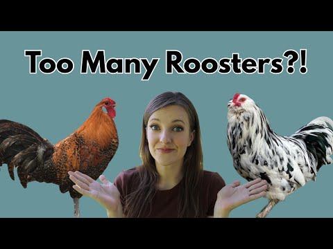5 Things You Can Do When You Have Too Many Roosters