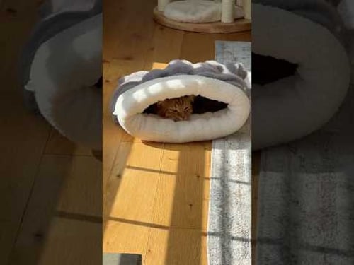 this cat bed SWALLOWED Kurt