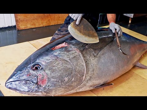 Amazing skill!500 Pound Giant bluefin tuna cutting Master, Luxurious sashimi/驚人的技巧!巨大黑鮪魚切割大師, 鮪魚金三角
