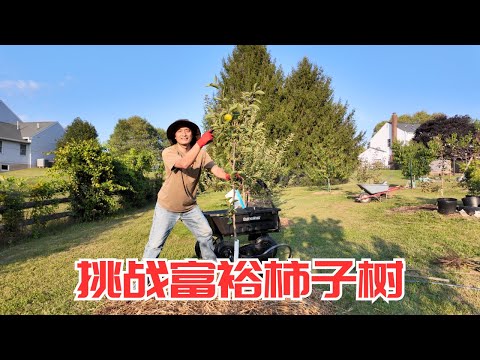 挑战富裕柿子树,介绍几款耐寒的柿子树品种。Jiro长势不错,耐寒的Nikitas Gift冻死了,不太耐寒的富裕柿子能成功吗?Fuyu Imoto Persimmon #persimmon