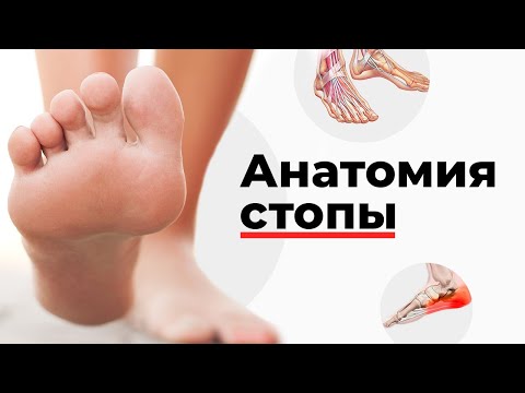 Anatomy of the foot