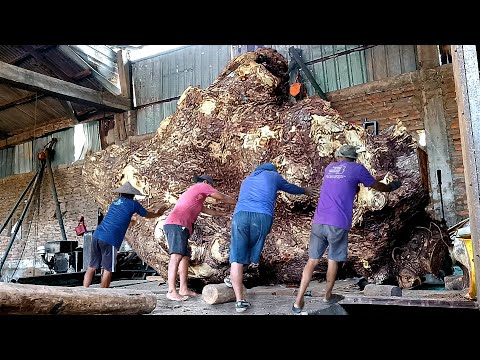 Extraordinary !! Antiq trembesi wood from Wonogiri's Gajah Mungkur reservoir sold for 50 million per