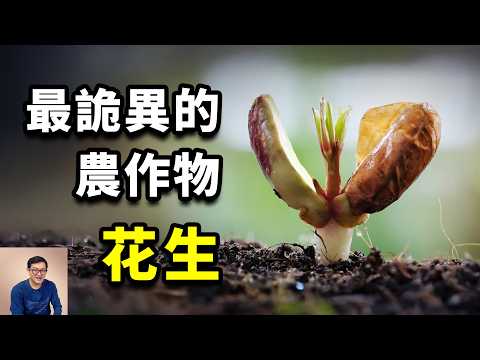 Why are peanuts so weird? The real reason why it is called "Peanuts"! #Plants #Peanuts #Potatoes