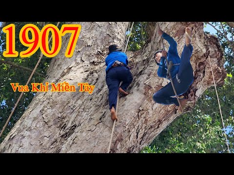 Hold your breath as the Monkey King of the West passes to another branch of the Redwood tree (2/3...