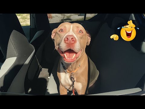 I Canโt Believe These Dogs Are Still This Funny ๐ Best Funny Dog Videos of 2026 ๐ถ
