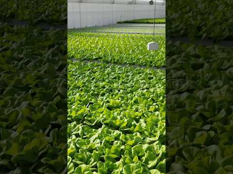 Farm That Prints Money: Endless Hydroponic Harvest