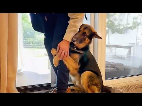 When Your Big Dog Thinks He's a Baby! 🤣 Funny Dogs Videos 2025