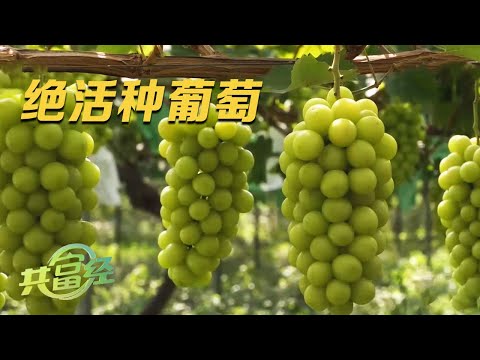 一亩值万金,他种葡萄有绝活!用杂草给葡萄园降温保湿,保证每一颗阳光玫瑰都又大又甜!|「共富经」20230911