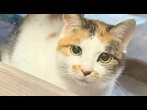 Chinese cat mistakenly shipped to America