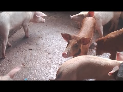 ST ANNE MEAT FARM LLC is live!