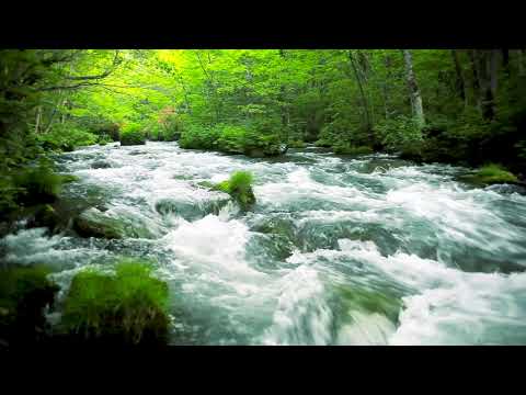 Green Stream Flowing in Aomori Forest. Nature Sounds, Forest River Sound, White Noise for Sleeping.