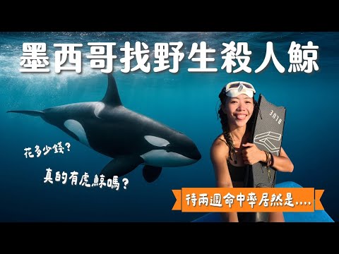 尋找野生殺人鯨、上百隻魟魚遷徙!飛一趟墨西哥潛水值得嗎?待兩週命中率有多少?