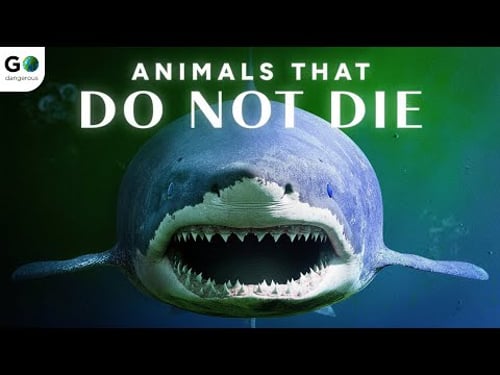 5 Most Dangerous Animals That Broke the Rules of Death | Explore The World