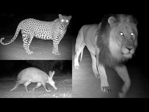 Up Close with Big Cats & Rarely Seen Species, Trail Cam Somehow Survives Wildlife Attacks