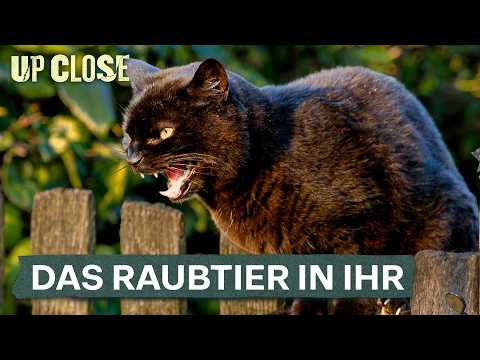 Deine Katze Würde Dich Jagen Wenn Sie Könnte