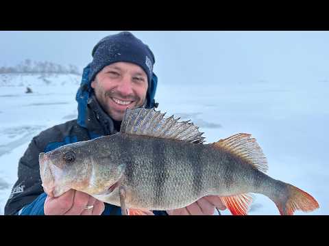 Битва приманок на ТРОФЕЙНОГО окуня!